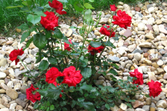 Rose-2JUl10-01