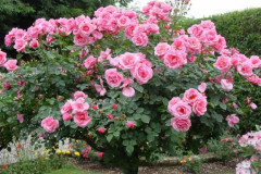 rosebush-624x468