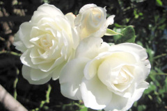 roza_alba4