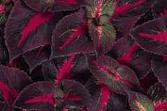 PerillaMagilla_Purple_big