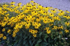 Rudbeckia-fulgida-