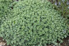 Sedum_ewersii__a
