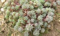 Sedum_hispanicum_variety_polypetalum