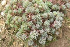 Sedum_hispanicum_variety_polypetalum