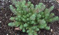 Sedum_reflexum_1Nov2005