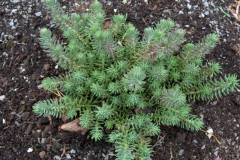 Sedum_reflexum_1Nov2005