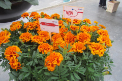 Tagetes-patula-Chica-Bee-photo-newPlantsandFlowers