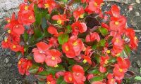 leo-mic-Begonia-semperflorens-hybr_-1738