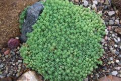 sedum_hispanicum_minimum