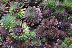 sempervivum1